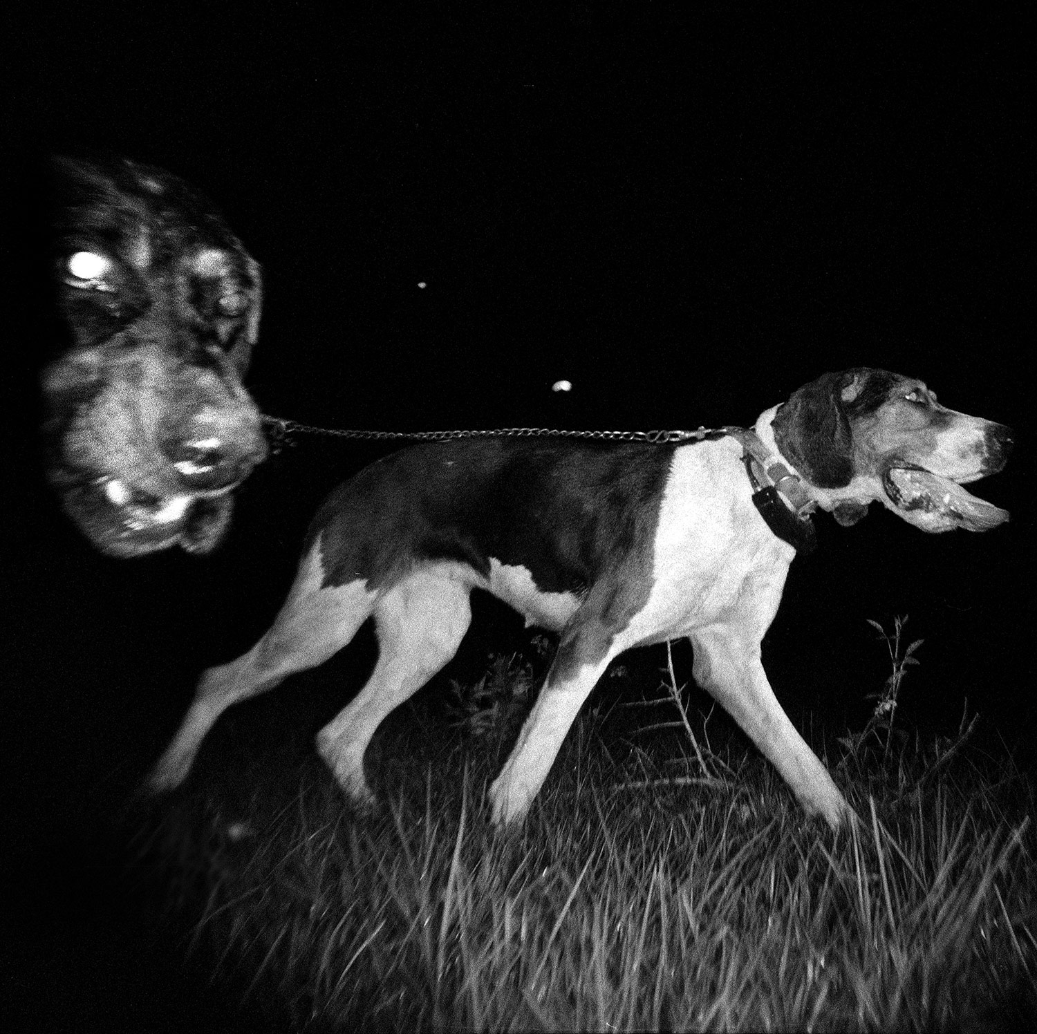 With Wails We Roam - Texas Sport Dog Hunting_0005