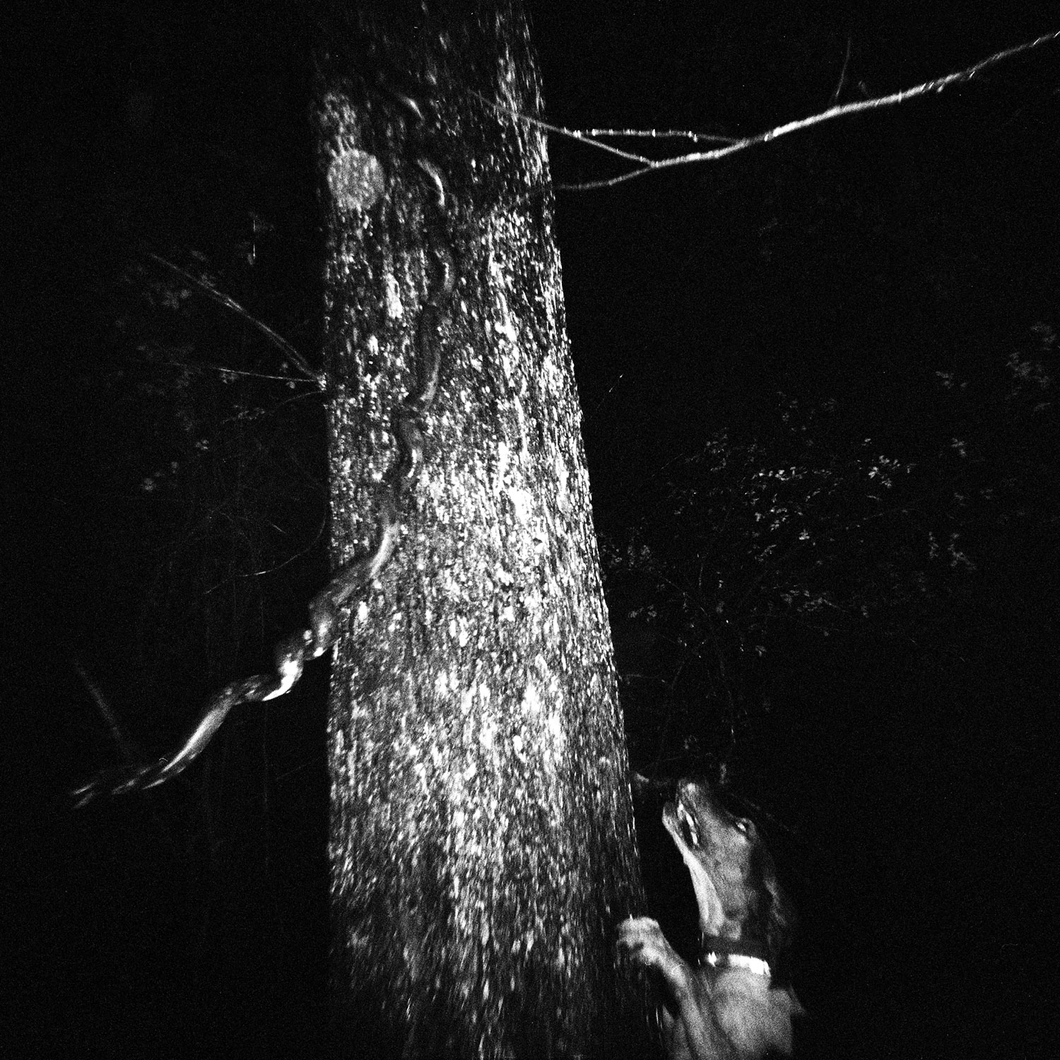 With Wails We Roam - Texas Sport Dog Hunting_0011